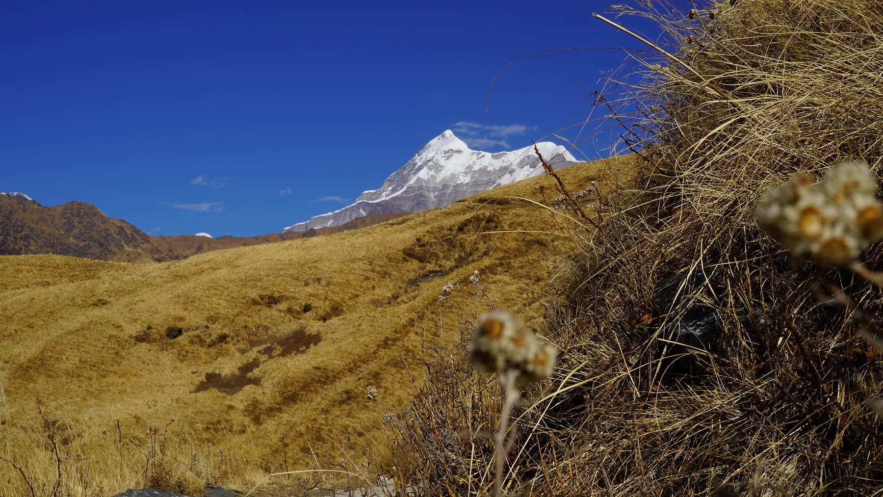 Golden Bedni Bugyal meadow with Trishul rising behind the ridge