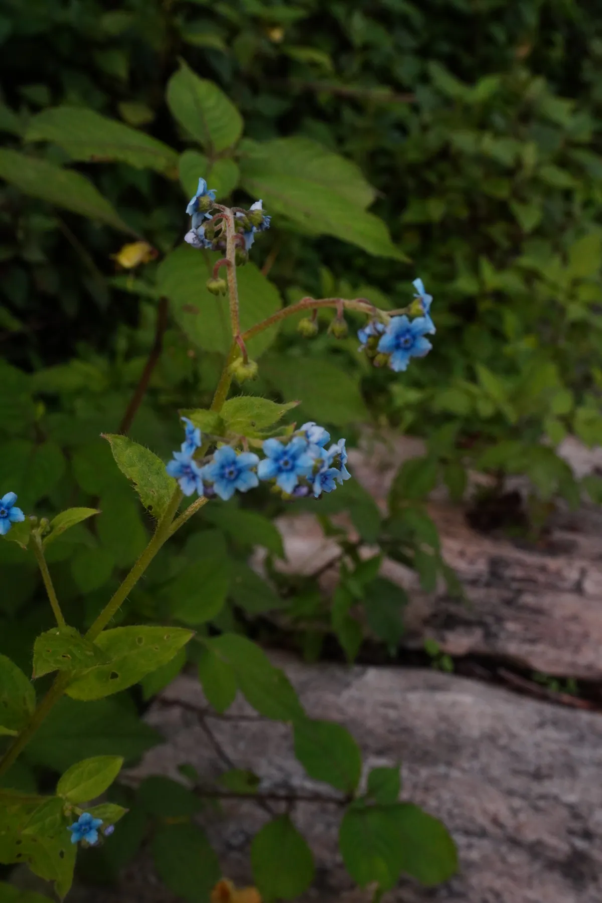 Small blue Himalayan wildflowers beside the mountain trail