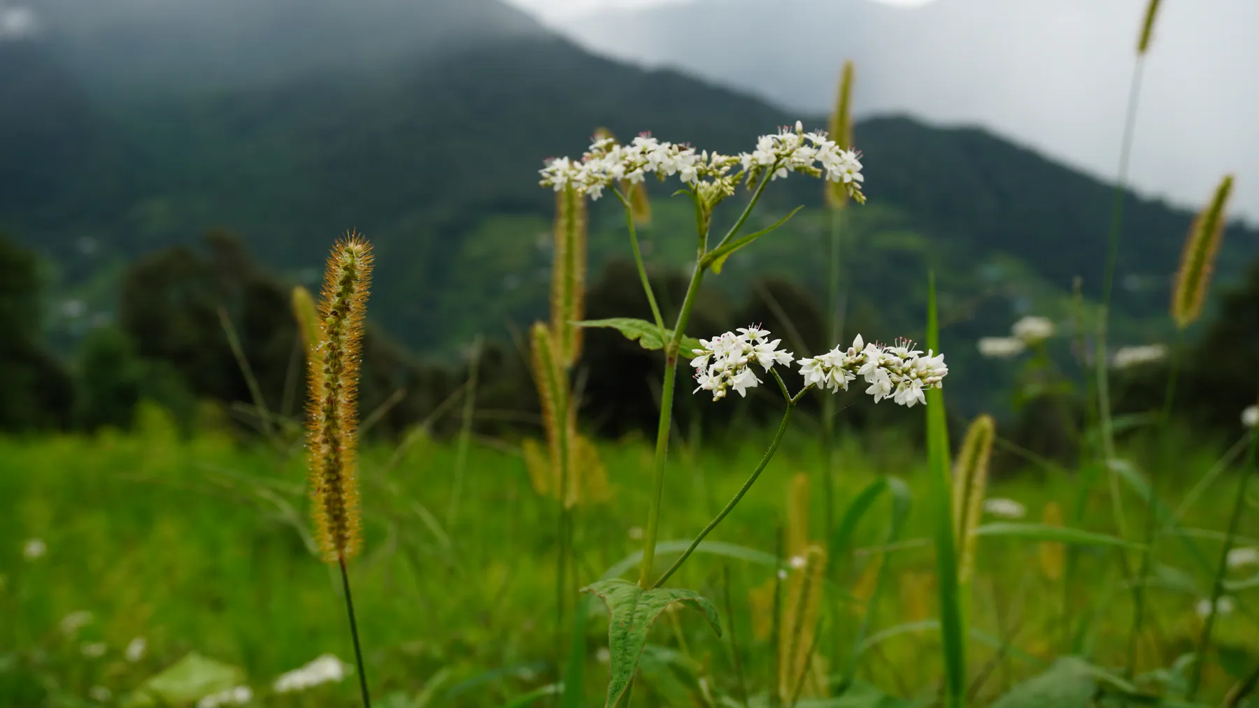 White wildflowers and grasses in a green Himalayan meadow