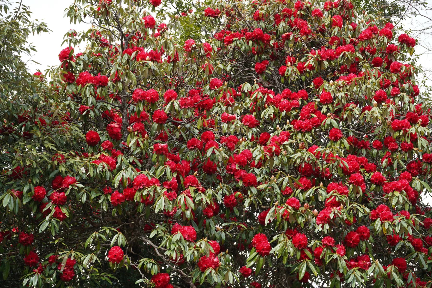 Dense red rhododendron blossoms in the Himalayan forest