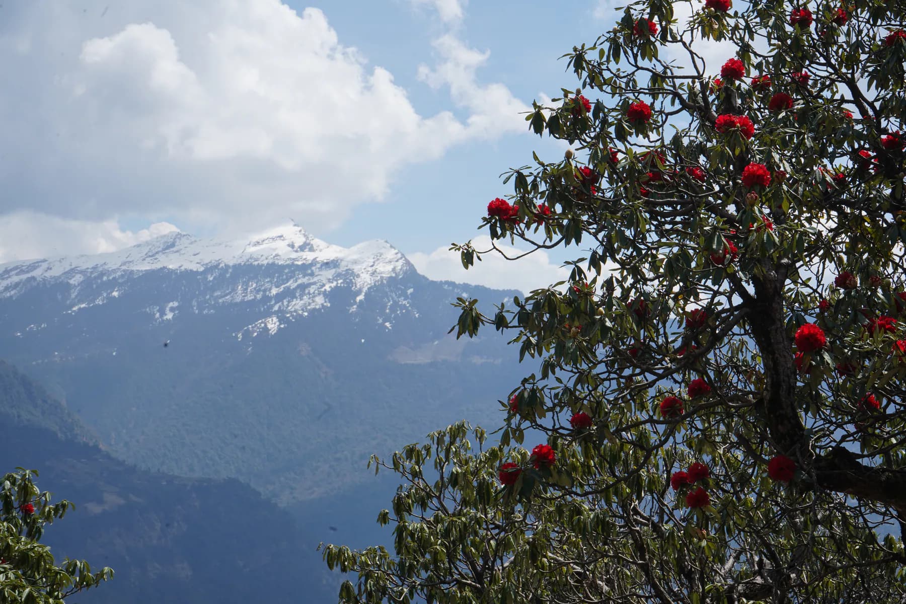 Red rhododendron blossoms framing a snow-covered mountain ridge