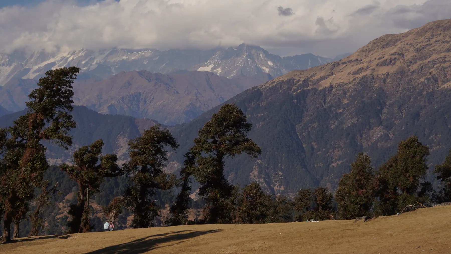 Open bugyal meadow with oak trees and distant Himalayan peaks