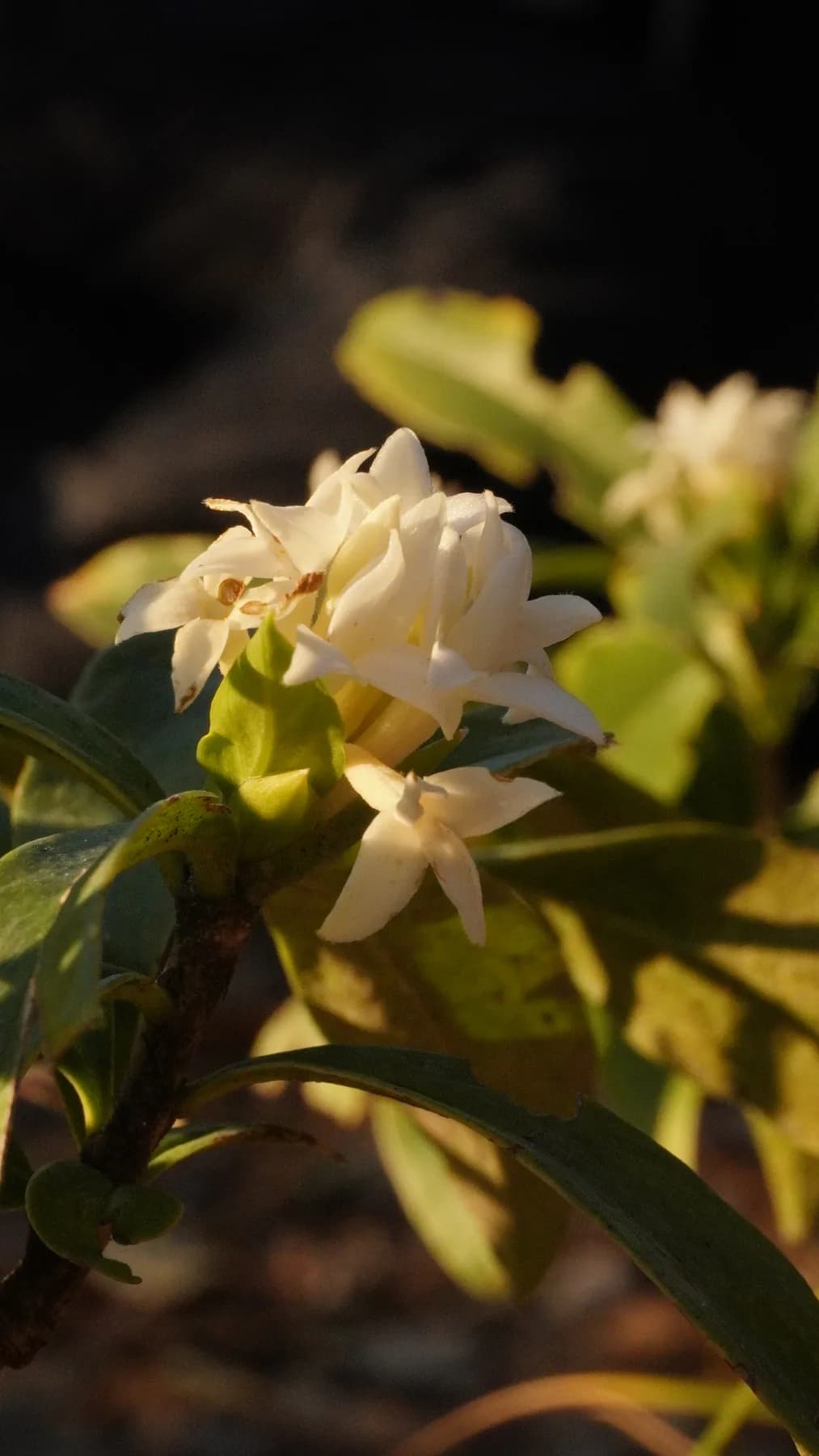 White Himalayan wildflower photographed near Deoriatal