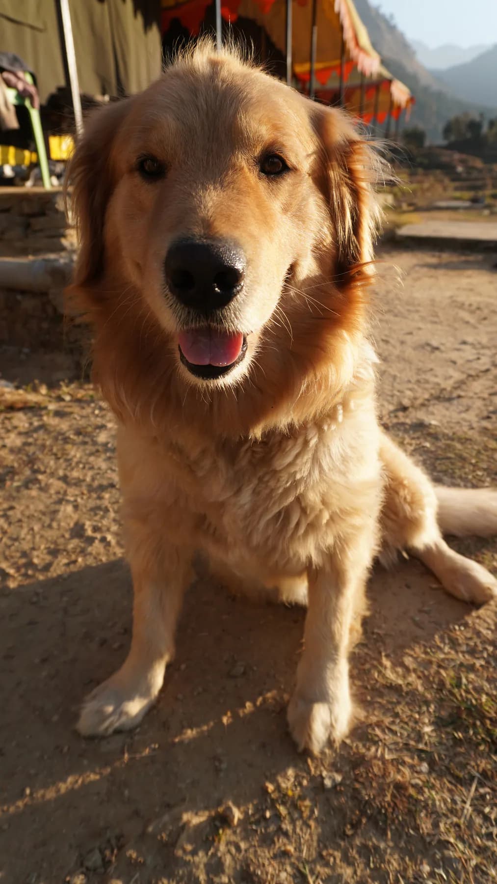 Friendly golden retriever dog at Sari Village