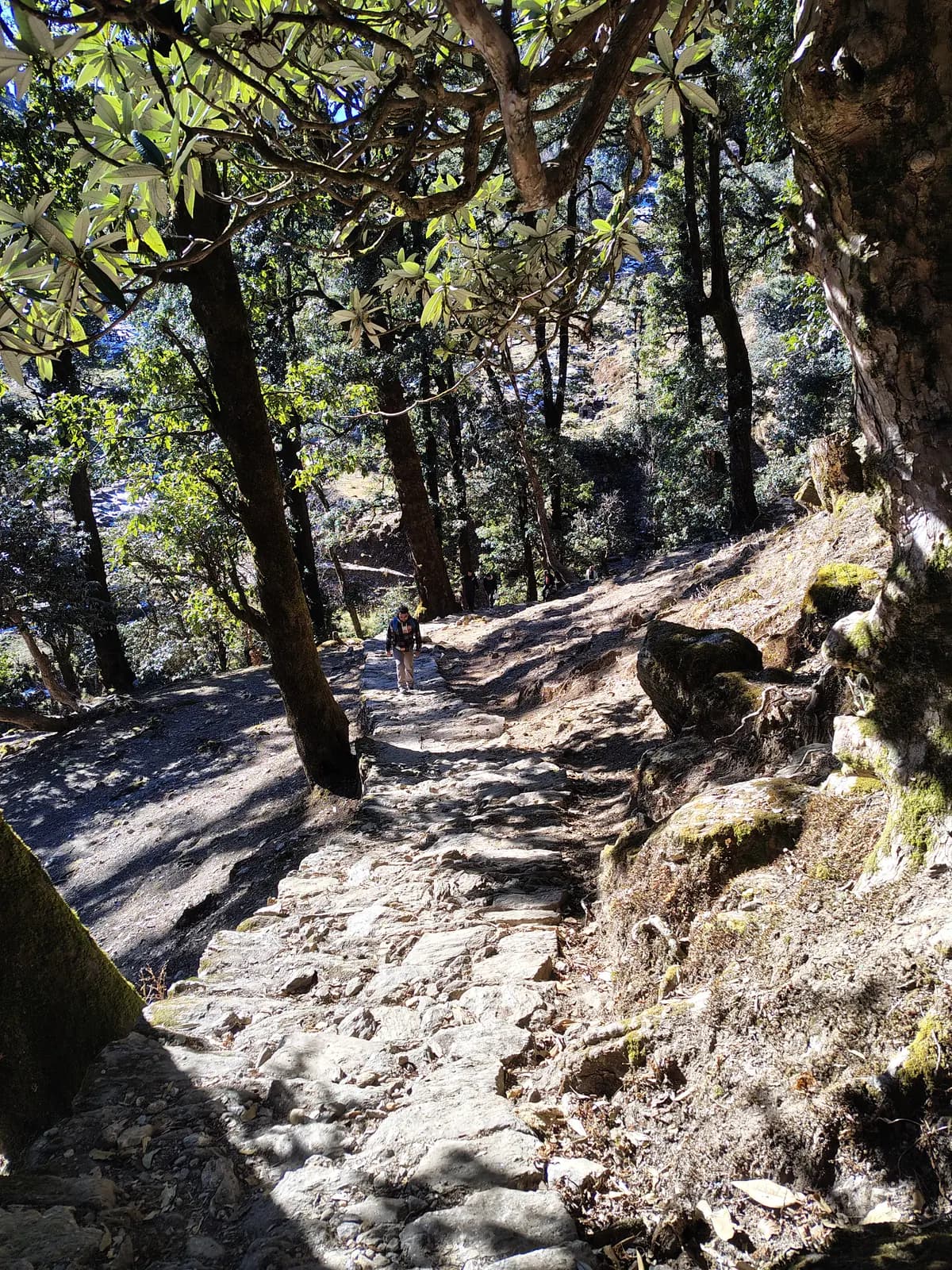 Stone trail climbing through the forest toward Khaliya Top