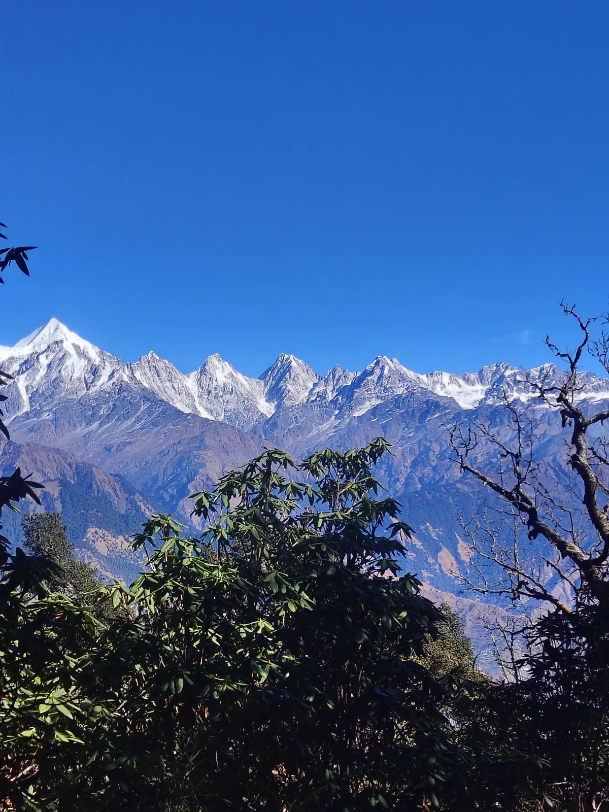 Panchachuli peaks viewed through rhododendron forest